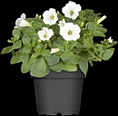 Petunia, white