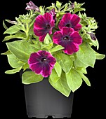 Petunia 'Sweetunia Johnny Flame'