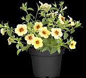 Calibrachoa