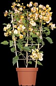 Bougainvillea, trellis trellis