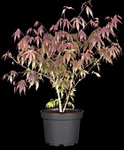 Acer palmatum 'Atropurpureum