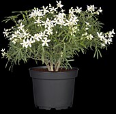 Choisya ternata 'White Dazzler'