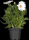 Osteospermum, white