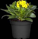 Erysimum suffruticosum 'Gold Dust