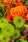 Chrysanthemum indicum, Rosa, orange