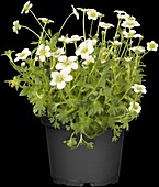 Saxifraga