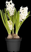 Hyacinthus orientalis