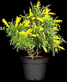 Genista x spachiana