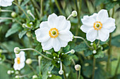 Anemone japonica, weiß