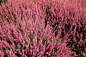 Calluna