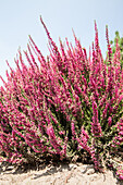 Calluna