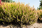 Calluna