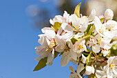 Malus 'Harvest Gold'