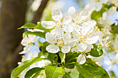 Malus 'Red Jewel'