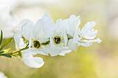Exochorda racemosa 'Magical Springtime'