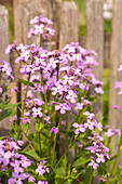 Erysimum cheiri, pink