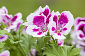 Pelargonium grandiflorum