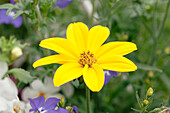 Bidens ferulifolia