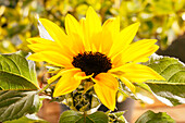 Helianthus annuus 'Sunsation'®