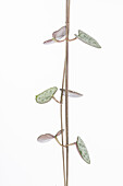 Ceropegia linearis subsp. woodii