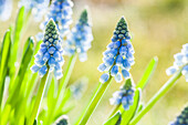 Muscari armeniacum