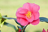 Camellia japonica