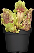 Sarracenia