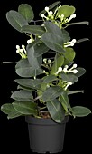 Stephanotis floribunda