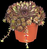 Sempervivum, red