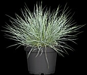 Festuca glauca