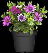 Osteospermum ecklonis