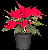 Euphorbia pulcherrima, red