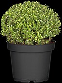 Ilex crenata, globe