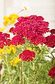 Achillea millefolium, rot