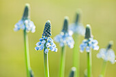 Muscari 'Blue Magic'