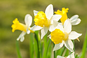 Narcissus 'Topolino'