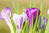 Crocus vernus 'King of the Striped'