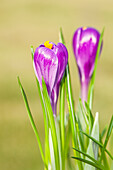 Crocus Hybride 'Rembrance'