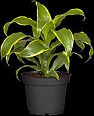 Dracaena fragrans 'Dorado