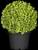 Buxus sempervirens, globe globe