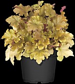 Heuchera