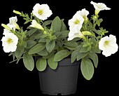 Petunia, white