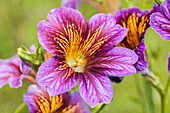 Salpiglossis sinuata