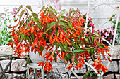 Begonia boliviensis