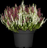 Calluna vulgaris 'Beauty Sisters'®