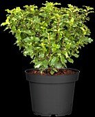 Ilex 'Little Rascal'®