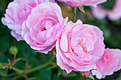 Bed rose, pink