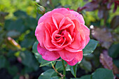 Edelrose, pink