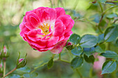 Two-coloured bed rose