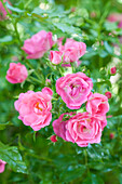 Ground Cover Rose, pink